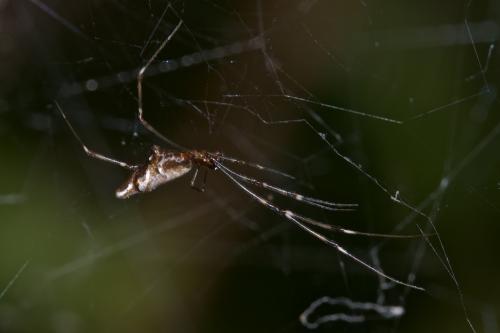 Argyrodes sp.